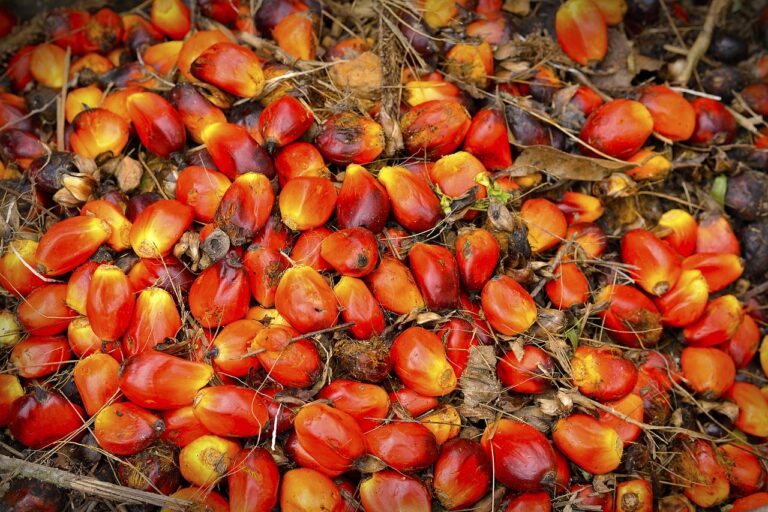 The Scoop on Palm Oil Production