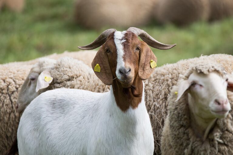 Why goat milk is gaining popularity in the supplement industry